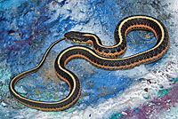 Coast Gartersnake