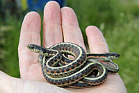 Coast Gartersnake