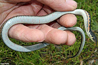 Coast Gartersnake