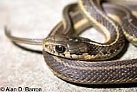 Coast Gartersnake