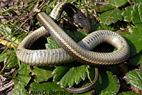 Coast Gartersnake