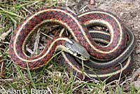 Coast Gartersnake