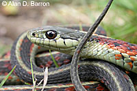 Coast Gartersnake