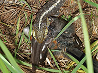 Coast Gartersnake