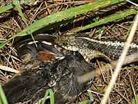 Coast Gartersnake