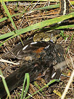 Coast Gartersnake