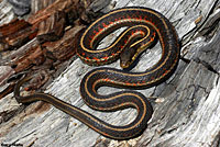 Coast Gartersnake