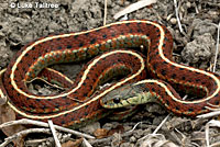 Coast Gartersnake