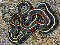 Valley Gartersnake