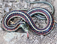 Valley Gartersnake