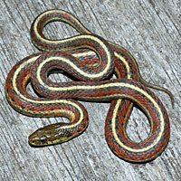 Coast Gartersnake