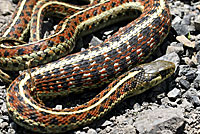 Coast Gartersnake