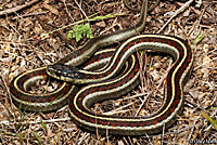 Coast Gartersnake