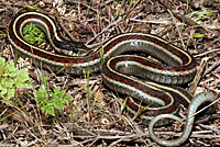 Coast Gartersnake