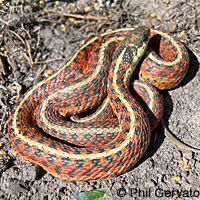 Coast Gartersnake