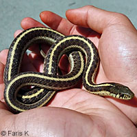 Coast Gartersnake