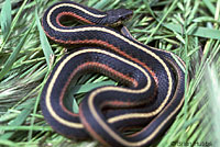 Coast Gartersnake