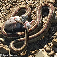 Northern Pacific Rattlesnake