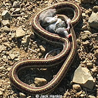 Northern Pacific Rattlesnake