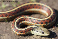 Valley Gartersnake