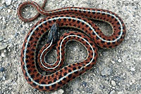 Valley Gartersnake