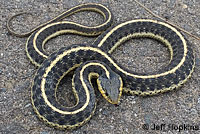 Coast Gartersnake