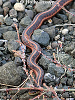 Diablo Range Gartersnake