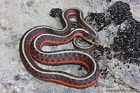 Diablo Range Gartersnake