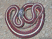 Coast Gartersnake