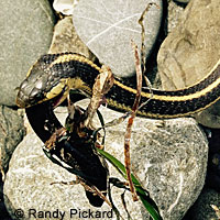 Coast Gartersnake