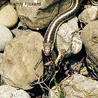 Coast Gartersnake