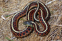 snake