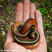 Coast Gartersnake