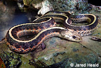 Coast Gartersnake