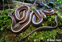 Coast Gartersnake