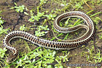 Diablo Range Gartersnake