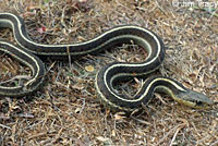 Valley Gartersnake