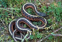 Coast Gartersnake