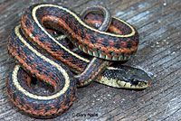 Coast Gartersnake