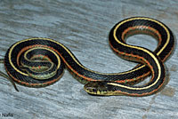 Coast Gartersnake