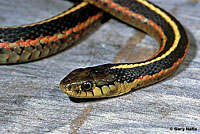 Coast Gartersnake