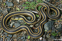 Coast Gartersnake