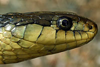 Coast Gartersnake