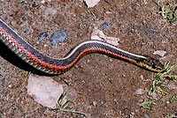 Coast Gartersnake