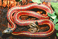 Coast Gartersnake