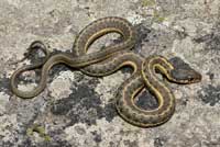 Wandering Gartersnake