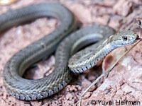 Wandering Gartersnake