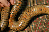 Giant Gartersnake