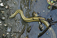 Giant Gartersnake