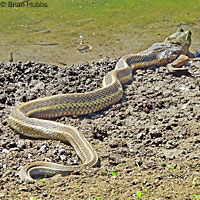 Giant Gartersnake hunt